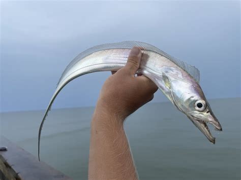 Largehead hairtail .